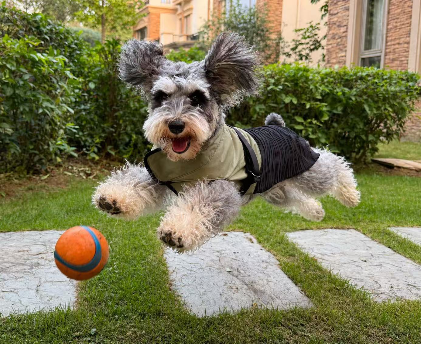 Snappaw GrowShield Coat in use